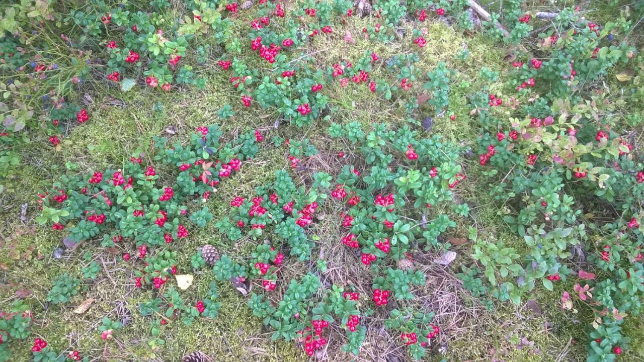 Hotel Kujanpaeae | Paajoen Vuokramoekit Himos Esterno foto